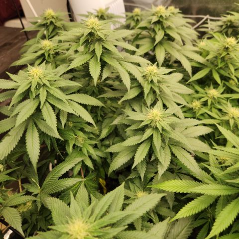  dahkness Purple majix × EC#16 growlog timeline photo