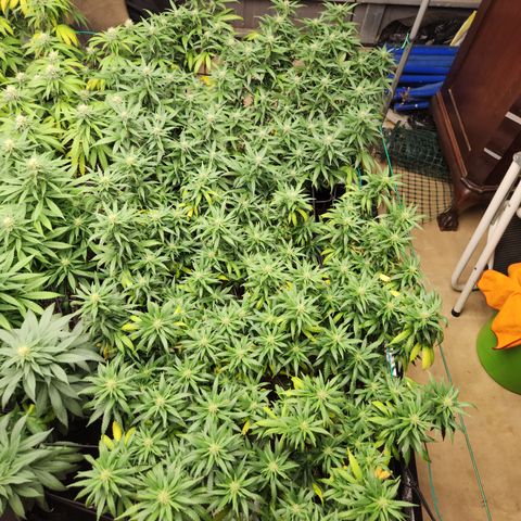 dahkness Purple majix × EC#16 growlog timeline photo