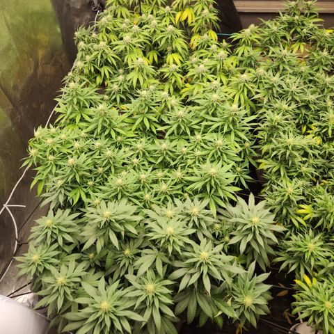  dahkness Purple majix × EC#16 growlog timeline photo