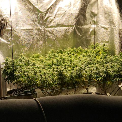  dahkness Purple majix × EC#16 growlog timeline photo