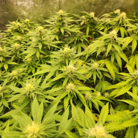  dahkness Purple majix × EC#16 growlog timeline photo