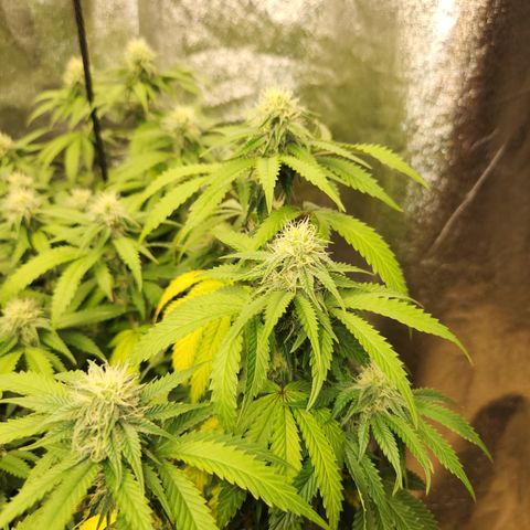  dahkness Purple majix × EC#16 growlog timeline photo