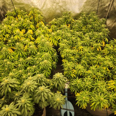  dahkness Purple majix × EC#16 growlog timeline photo