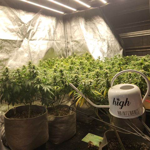  dahkness Purple majix × EC#16 growlog timeline photo