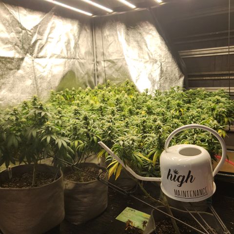  dahkness Purple majix × EC#16 growlog timeline photo