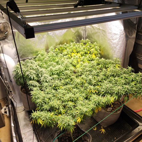  dahkness Purple majix × EC#16 growlog timeline photo