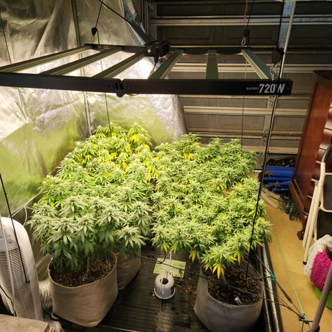  dahkness Purple majix × EC#16 growlog timeline photo