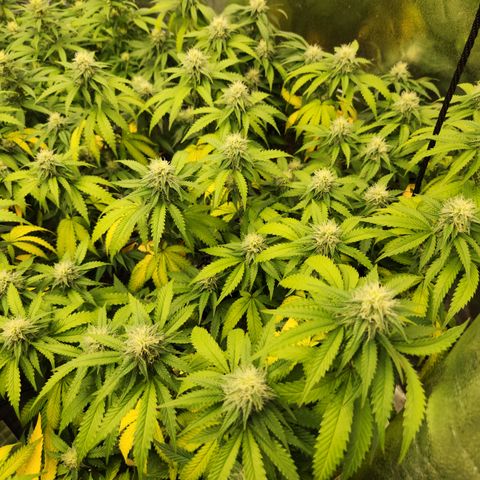  dahkness Purple majix × EC#16 growlog timeline photo