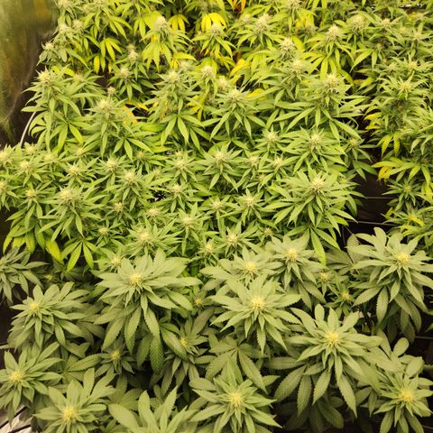  dahkness Purple majix × EC#16 growlog timeline photo