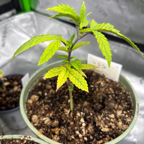 Layla growlog timeline photo