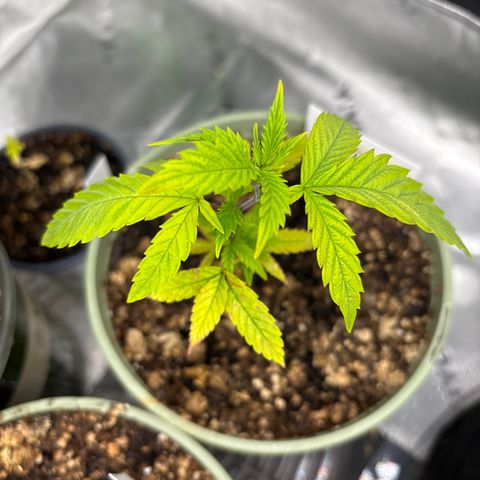 Layla growlog timeline photo