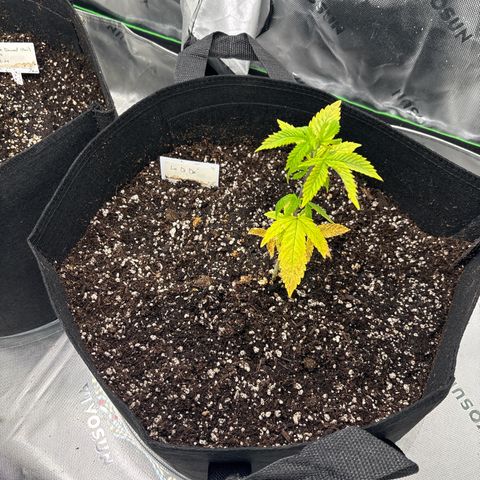 Layla growlog timeline photo