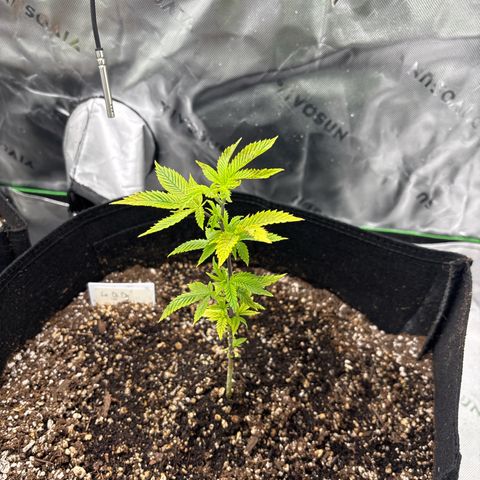 Layla growlog timeline photo