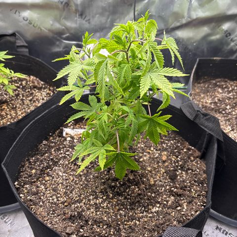 Layla growlog timeline photo