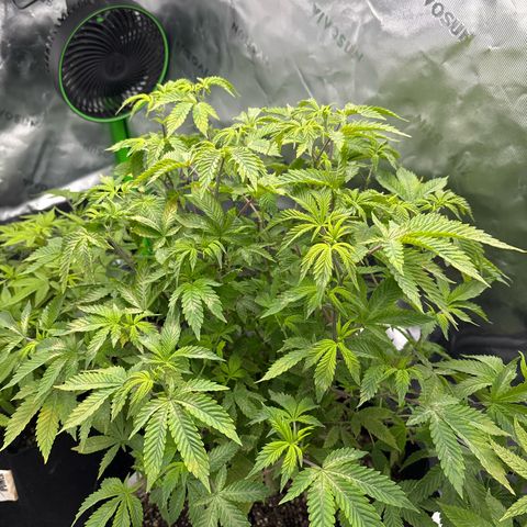Layla growlog timeline photo