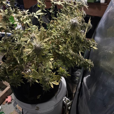Layla growlog timeline photo