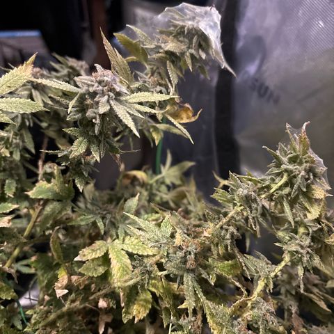 Layla growlog timeline photo
