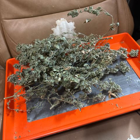 Layla growlog timeline photo