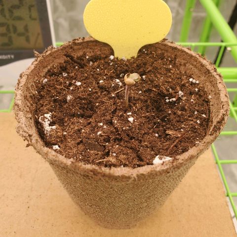 BC growlog timeline photo