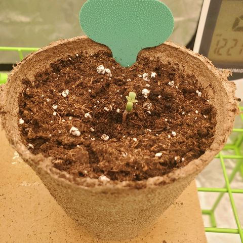 BC growlog timeline photo