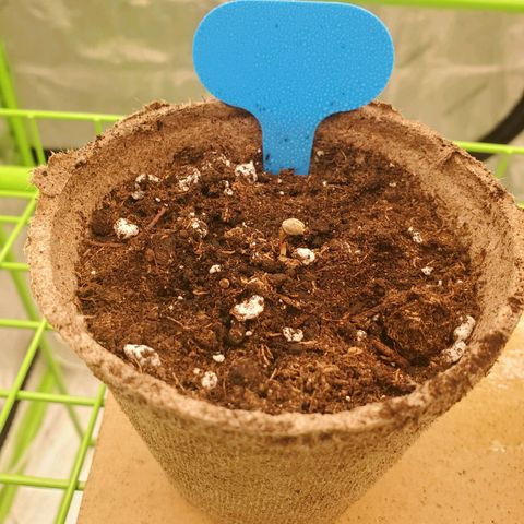 BC growlog timeline photo