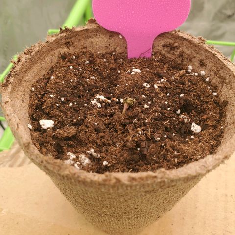 BC growlog timeline photo