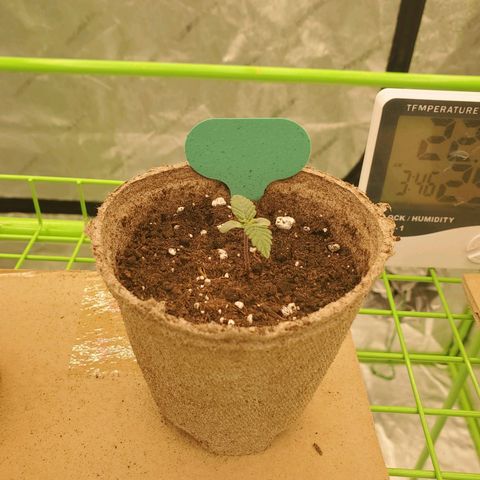 BC growlog timeline photo