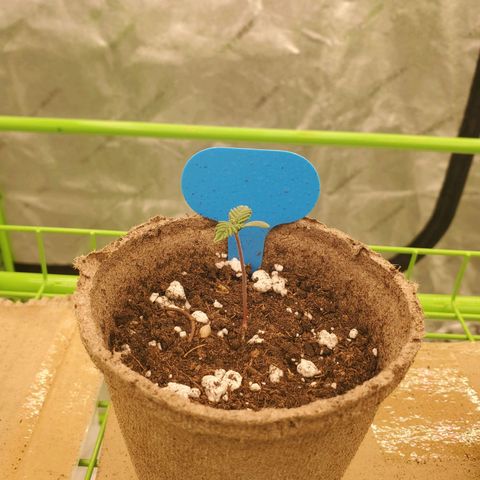 BC growlog timeline photo
