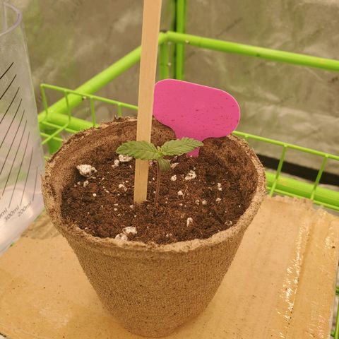 BC growlog timeline photo