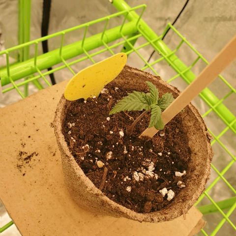 BC growlog timeline photo