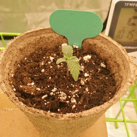BC growlog timeline photo
