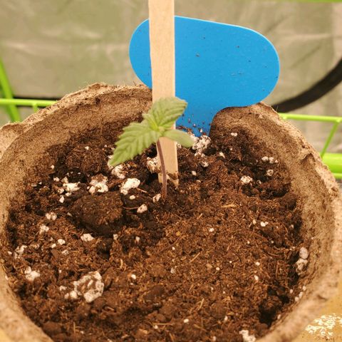 BC growlog timeline photo