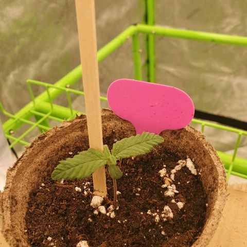 BC growlog timeline photo