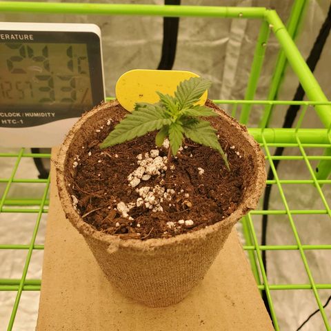 BC growlog timeline photo