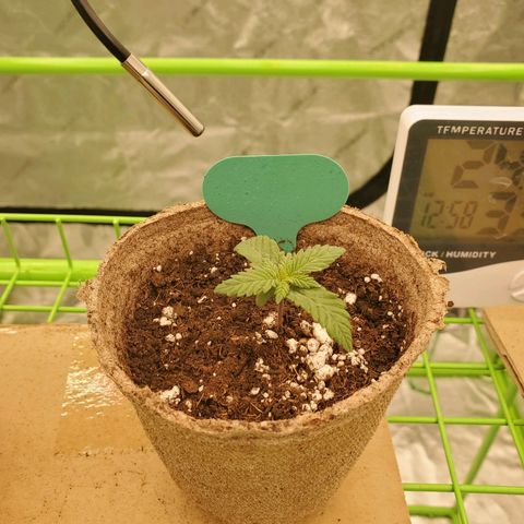BC growlog timeline photo