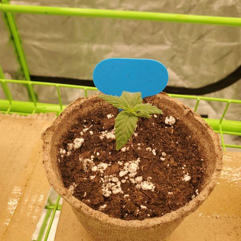 BC growlog timeline photo