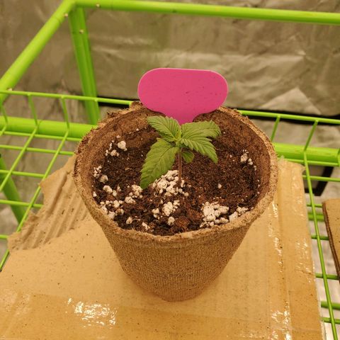 BC growlog timeline photo