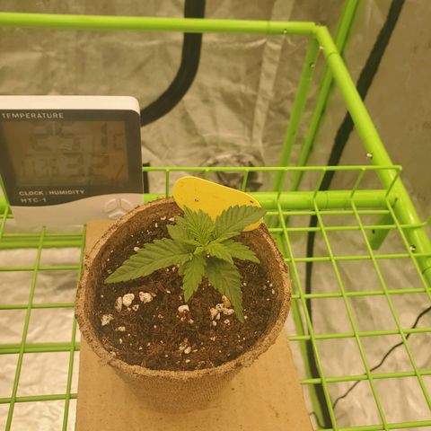 BC growlog timeline photo