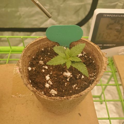BC growlog timeline photo