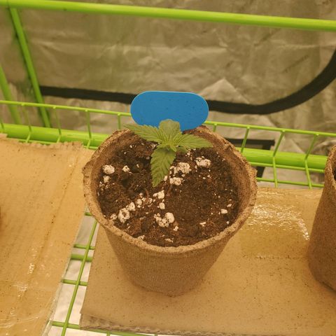 BC growlog timeline photo