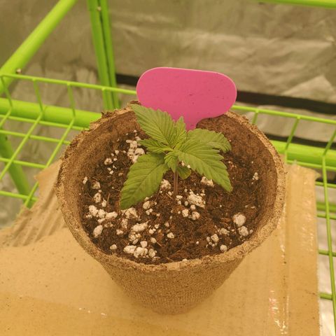 BC growlog timeline photo