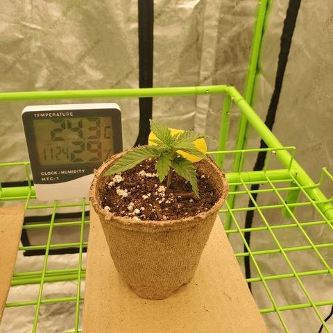 BC growlog timeline photo