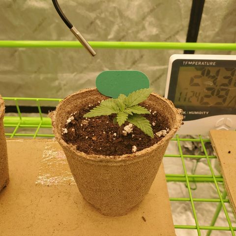 BC growlog timeline photo