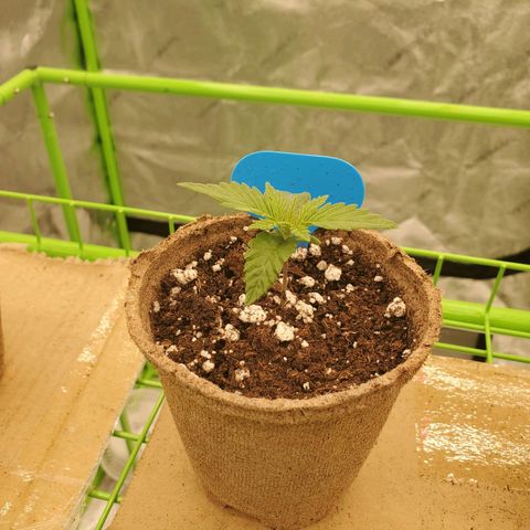 BC growlog timeline photo
