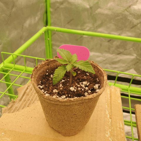 BC growlog timeline photo