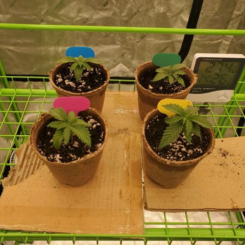 BC growlog timeline photo