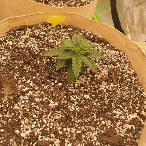 BC growlog timeline photo