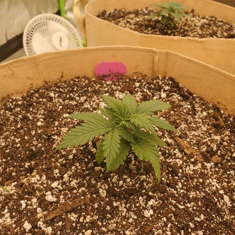 BC growlog timeline photo