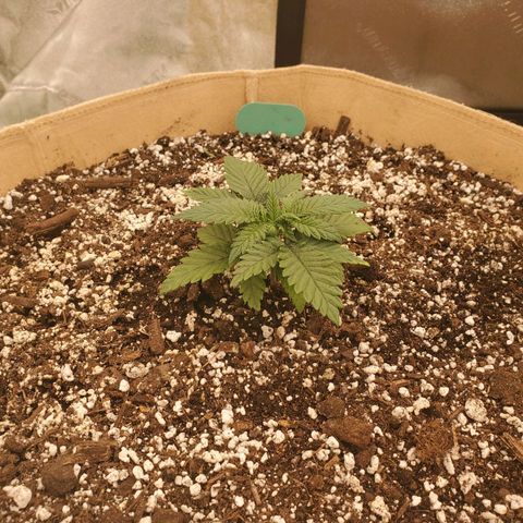 BC growlog timeline photo