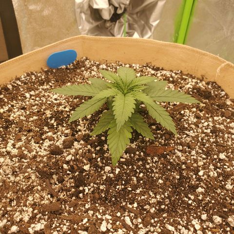 BC growlog timeline photo